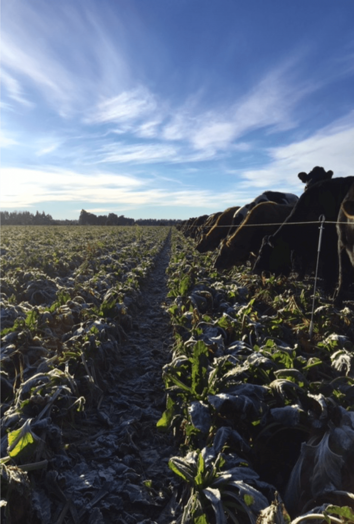 Fodder beet to support dairy intensification New Zealand Association