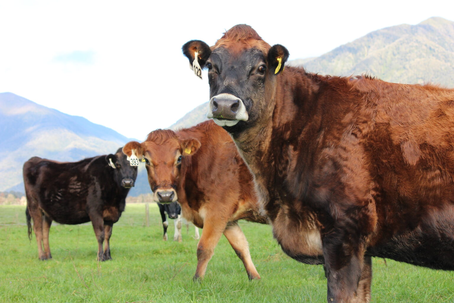 NZARN March Members Meeting New Zealand Association of Ruminant